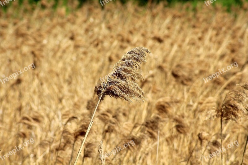 Grass Dry Grass Dry Plants Vegetation Blades Of Grass