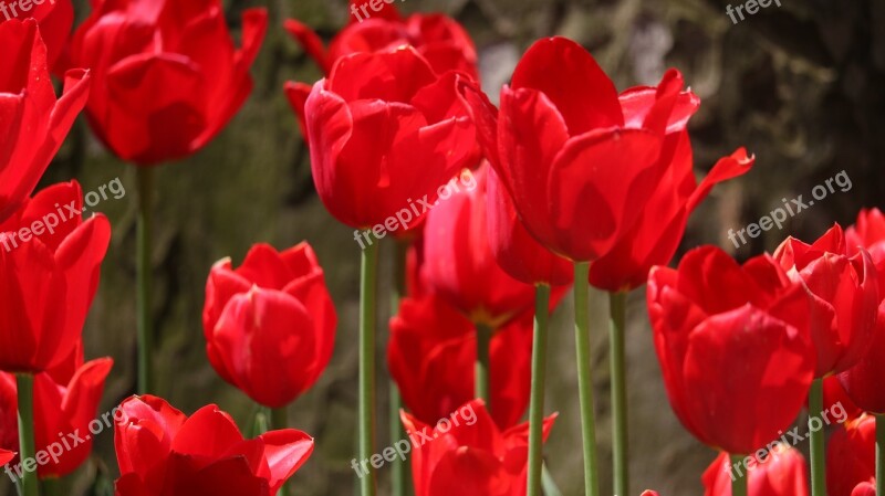 Nature Flower Plant Tulip Garden