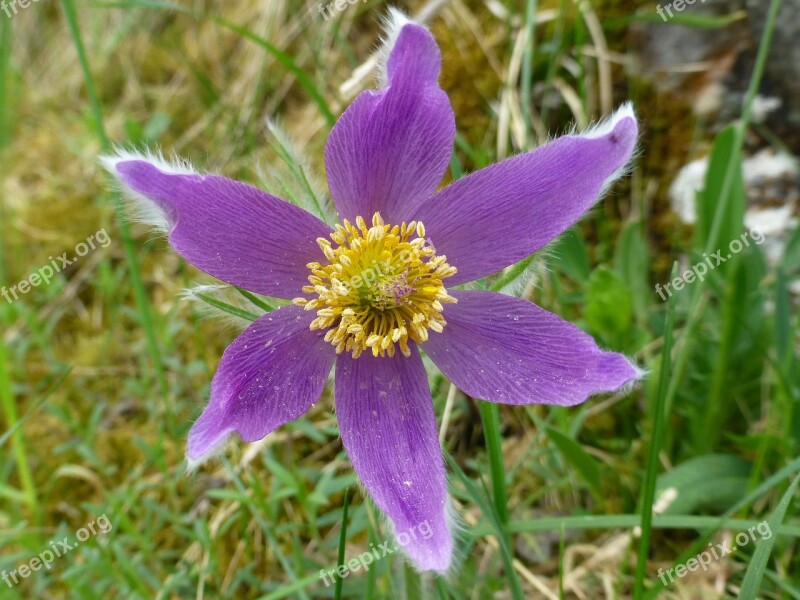 Pasqueflower Pulsatilla Wild Flower Blossom Bloom