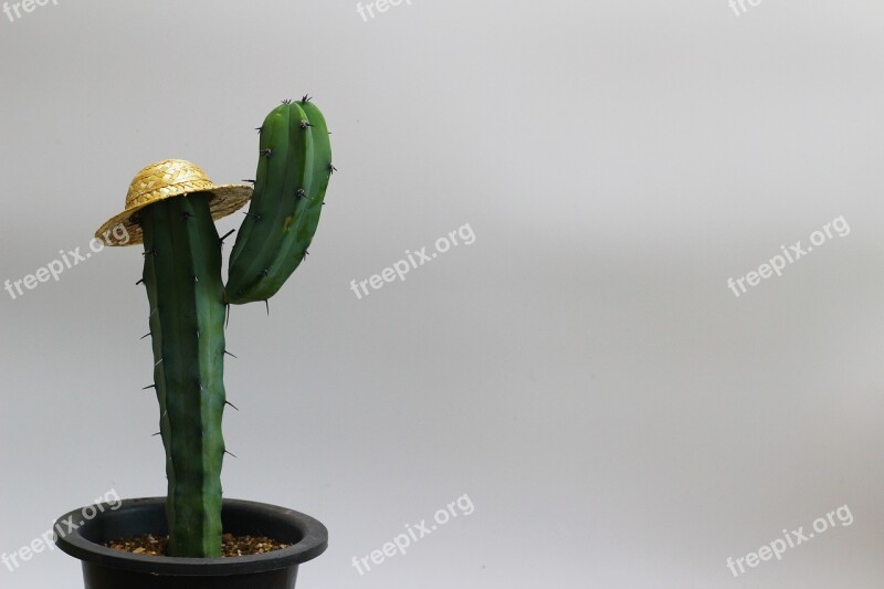 Cactus Armed Cactus Hat Cactus Straw Your Hat Living Room Interior