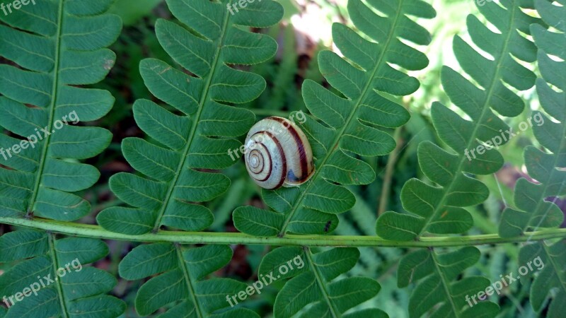 Snail Fern Nature Plant Sheet