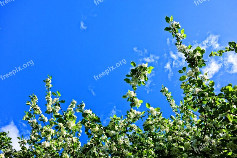 Tree Branch Blossom Flowering Tree Spring Bloom