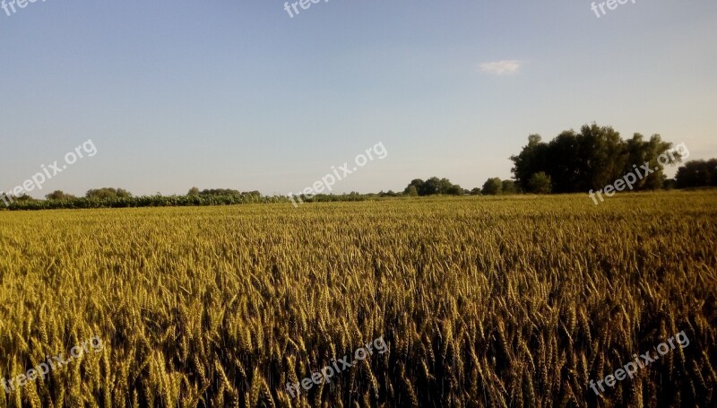 Agrofirm Agrofarm Farm Harvest Field