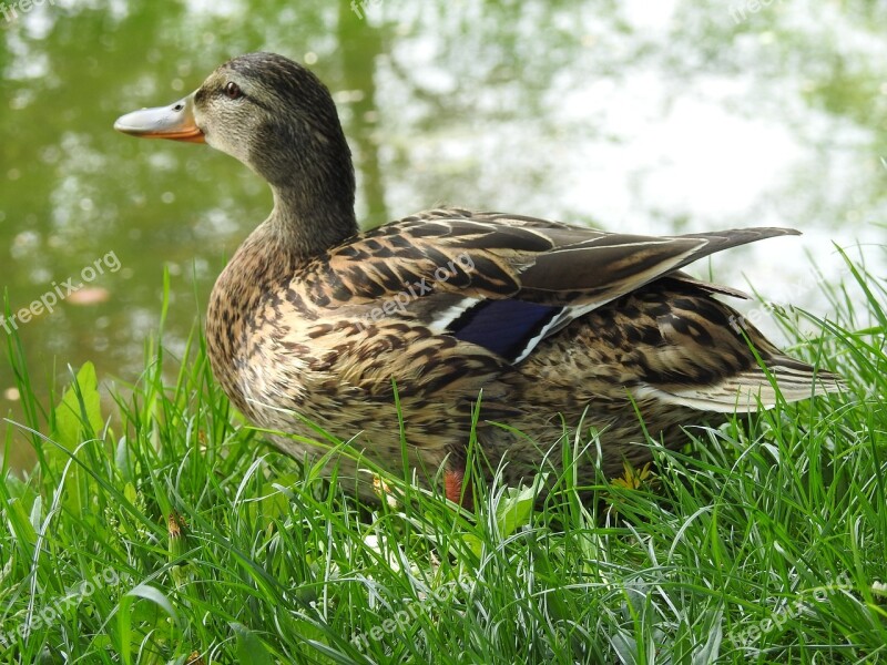 Birds Duck Nature Pen Lawn