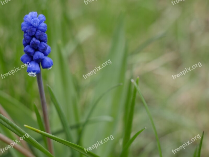 Nature Plant Grass Flower Petal