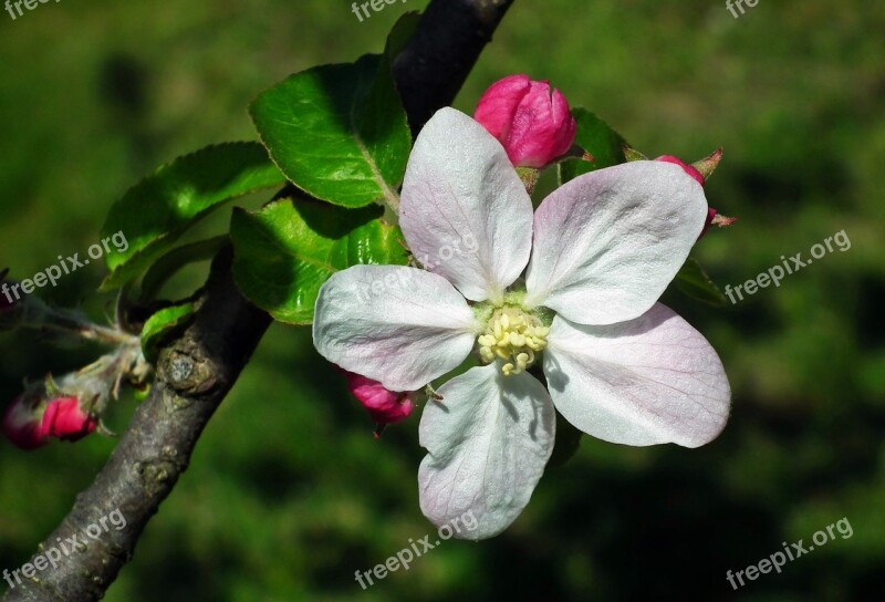 Flower Apple Sprig Nature Plant