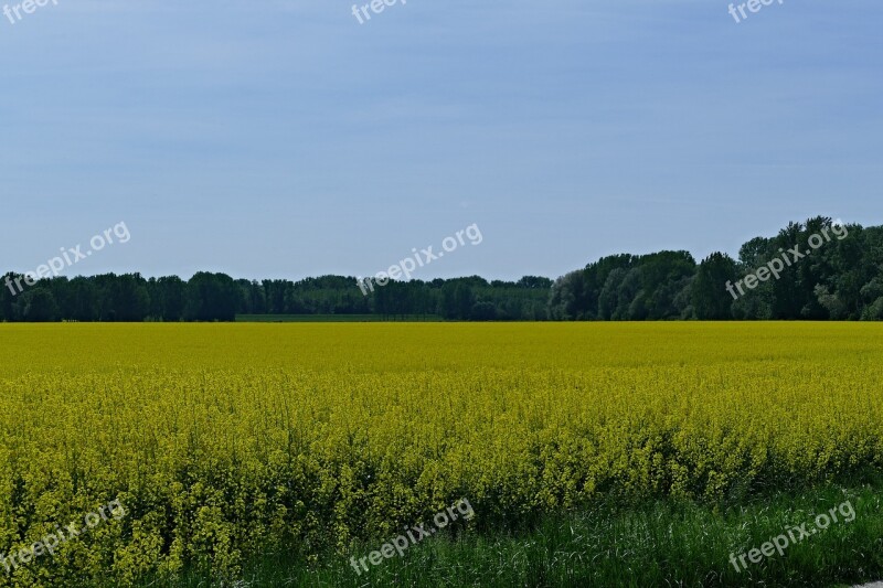 Country Nature Field Colza Rape