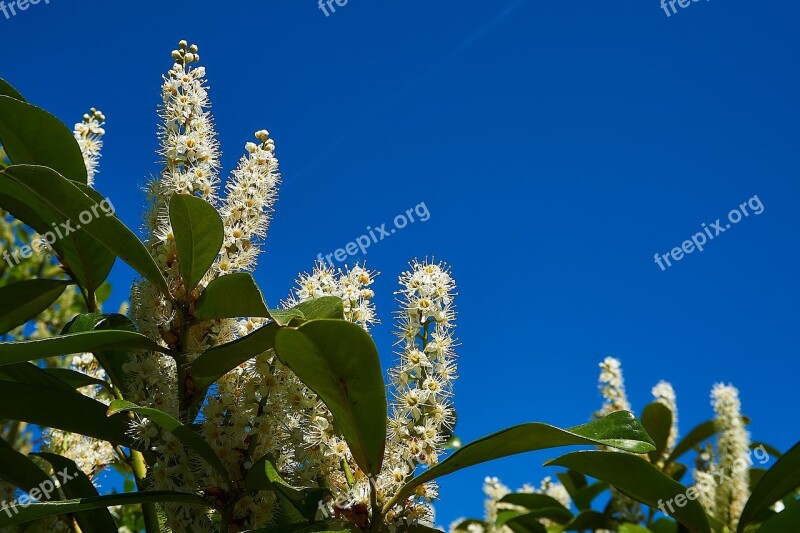 Prunus Laurocerasus Blossom Bloom White Bud