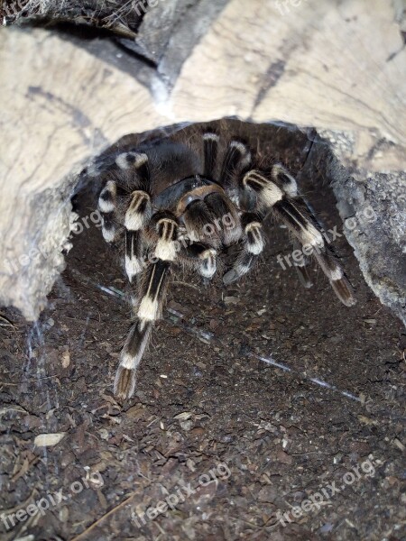 Nature Animal Animal World Tarantula Free Photos