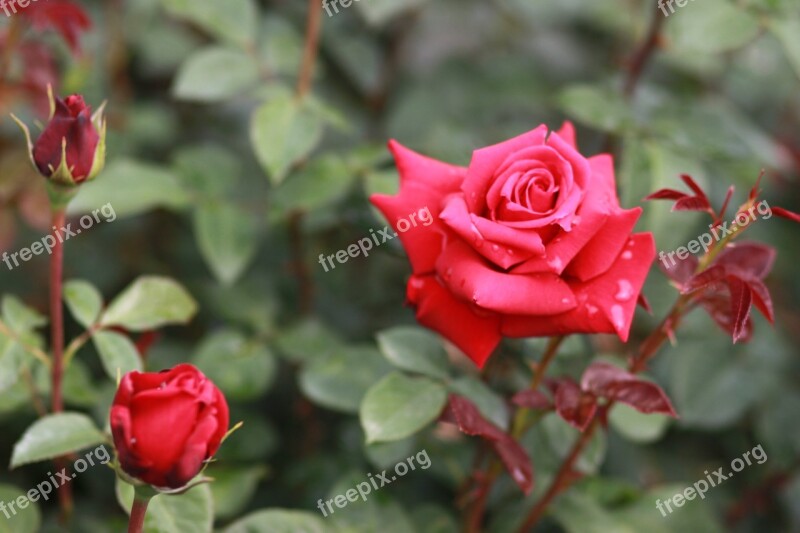 Flowers Nature Plants Leaf Garden