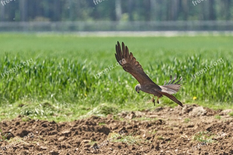 Milan Hunt Prey Flight Sky