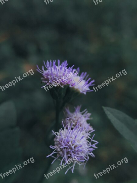 Flowers Autumn Leaves Nature Green Bush