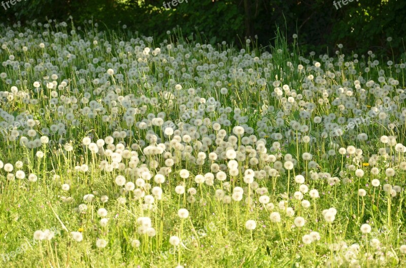 Flower Field Hayfield Nature Grass