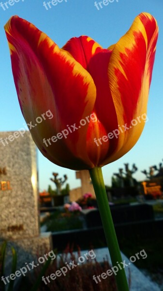 No Person Nature Tulip Flower Outdoor