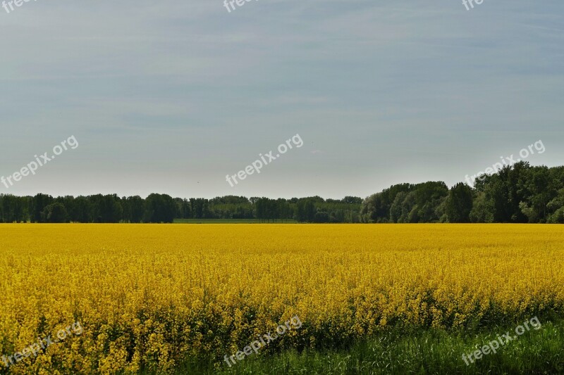 Country Nature Field Colza Rape