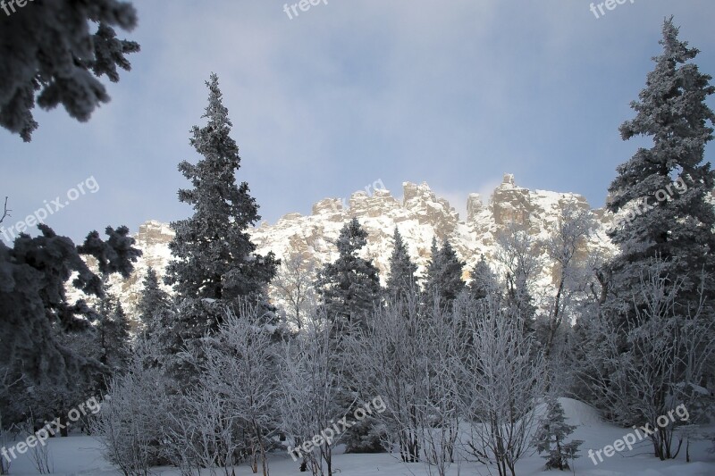 Snow Winter Leann Coldly Tree