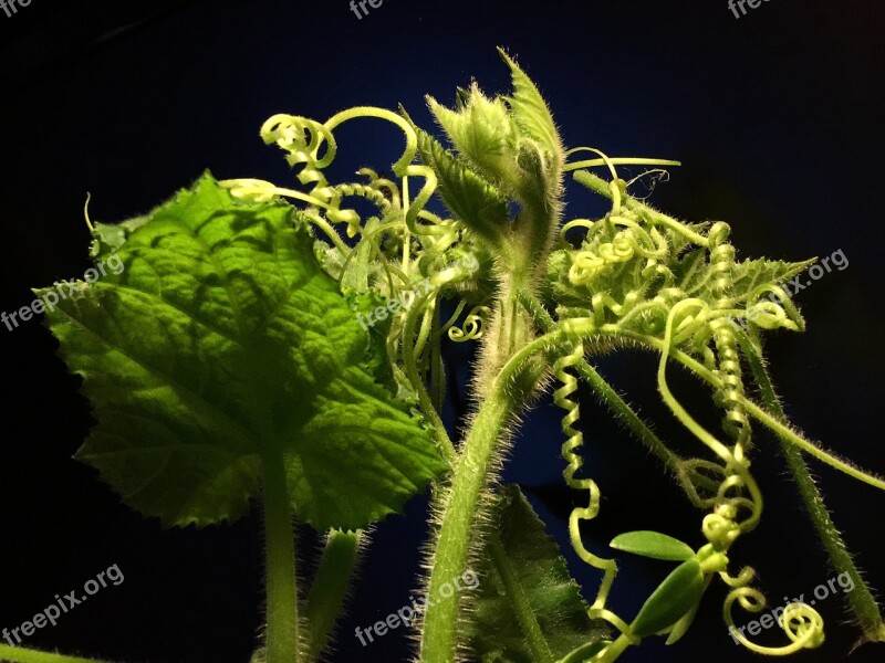 Tendrils Green Leaves Green Nature Green Leaf