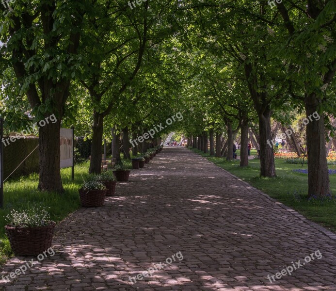 Tree Avenue Cobblestones Or Cyclocross Laser Road Path