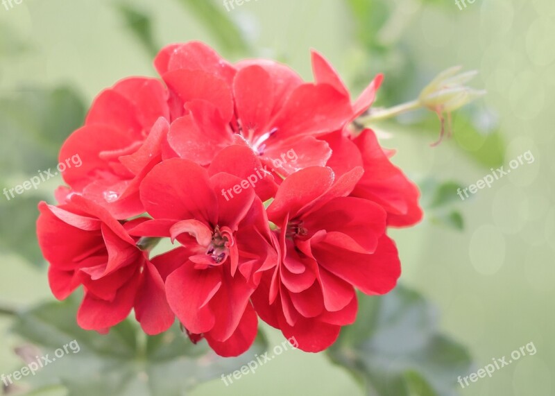 Geranium Summer Balcony Flower Nature