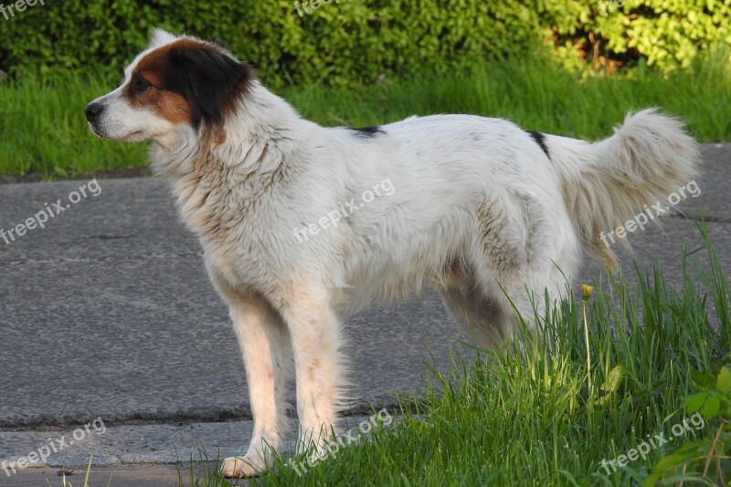 Dog House Animals Mammals Pets Charming