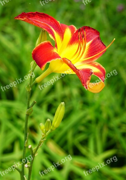 Daylily Orange Day-lily Nature Flower Flora