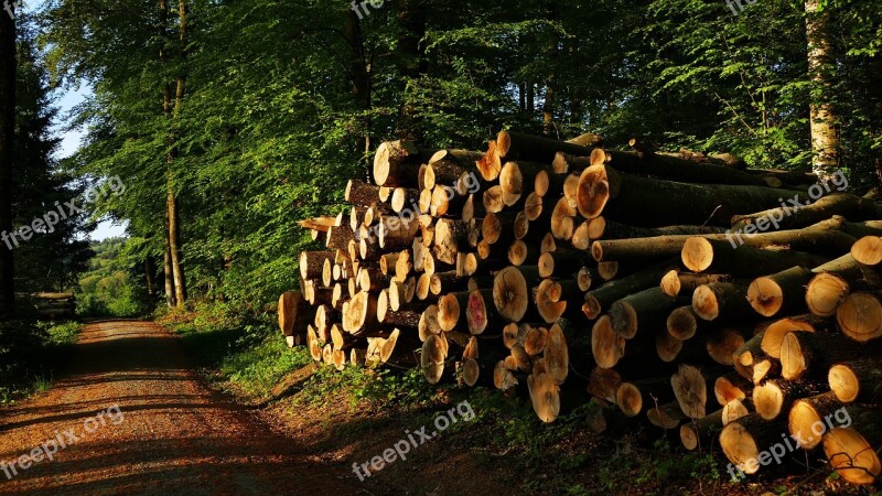 Nature Forest Holzstapel Morning Sun Forest Path