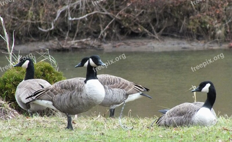 Goose Bird Feather Nature Wildlife