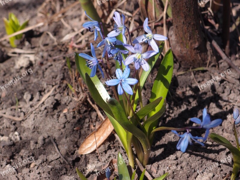 Nature Plant Flower Sheet Season