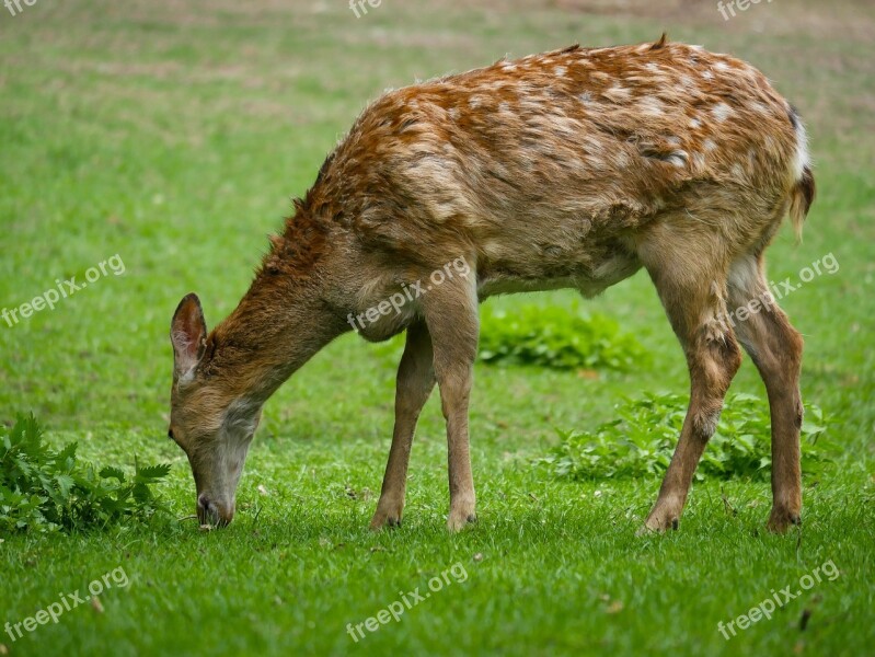 Animal Hirsch Fallow Deer Dybowski Deer Tiergarten Nürnberg