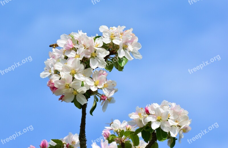 Apple Blossoms Apple Tree Tree Blossoms Flower Plant