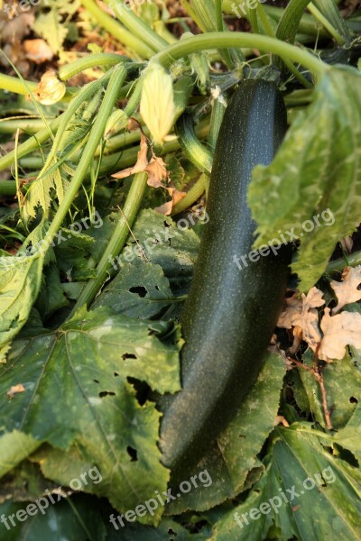 Eating Leaf Nature Plant Vegetable