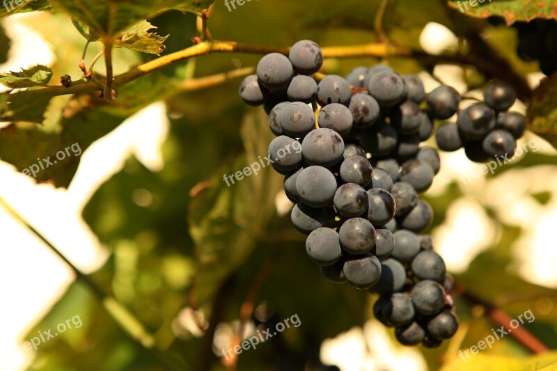 Fruit Creeper Eating Nature Bunch Of Grapes