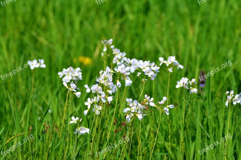 Smock Card Amines Medicinal Herbs Cruciferous Plant Grass