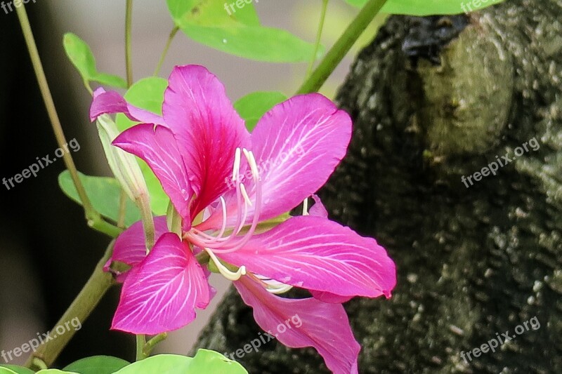 Nature Flower Plant Leaf Garden