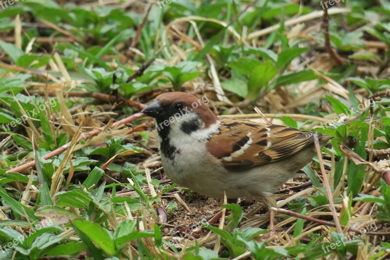 Bird Nature Outdoor Wildlife Animal