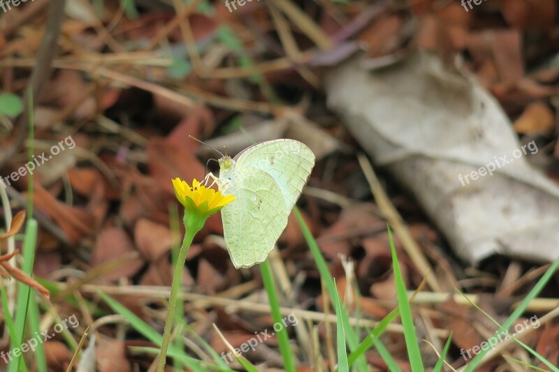 Wedelia Nature Flower Plant Petal