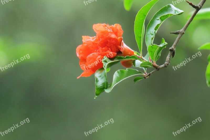 Pomegranate Hong Kong Leaf Nature Plant