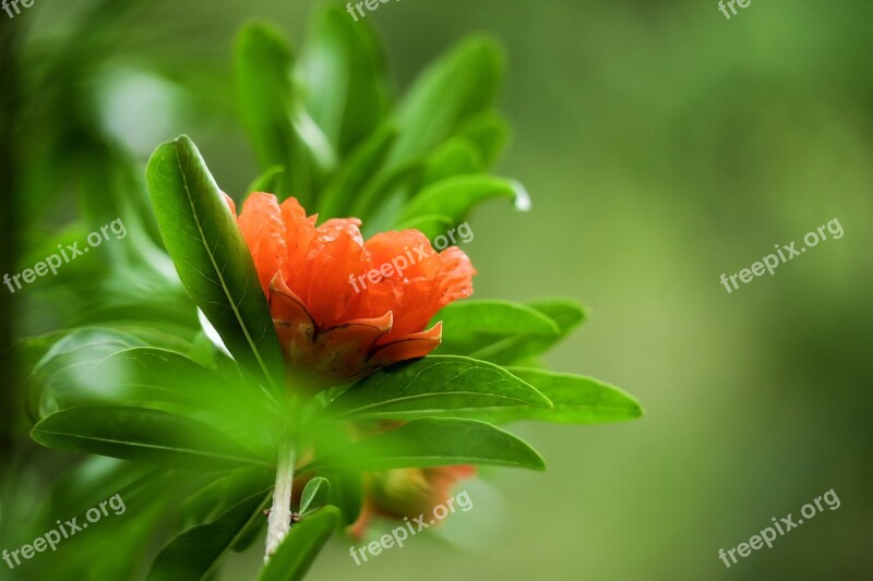 Pomegranate Hong Kong Leaf Nature Plant