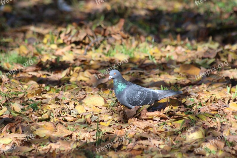 Dove Nature Bird Outdoors Living Nature