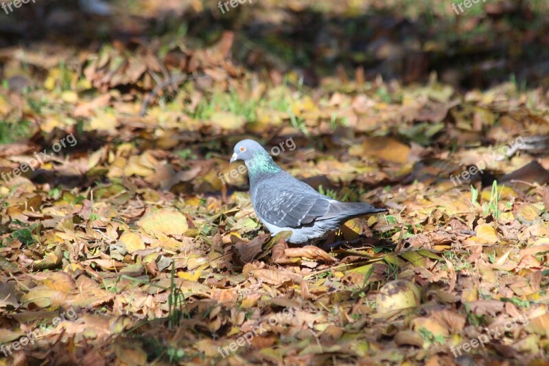 Dove Nature Bird Outdoors Living Nature