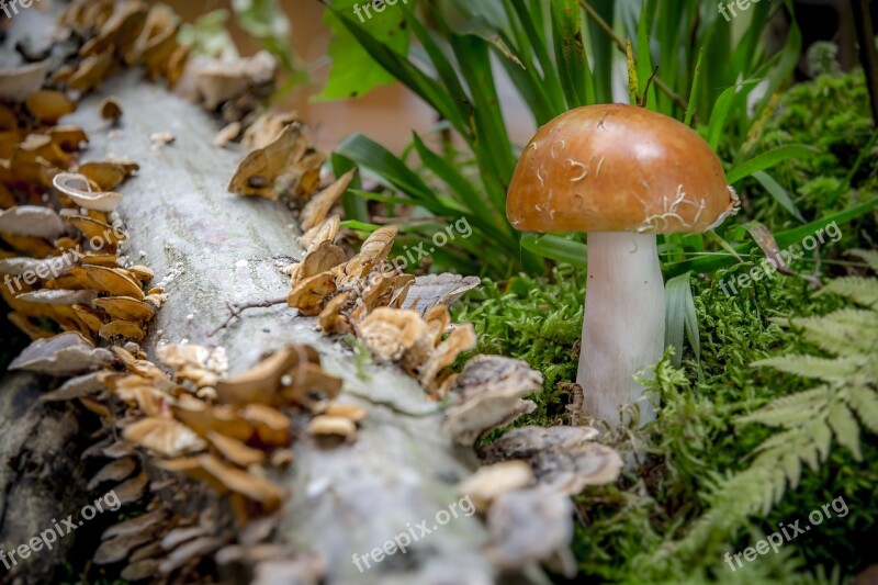 Mushroom Russula Butterfly Turkey Tail Tree Fungus Agaric