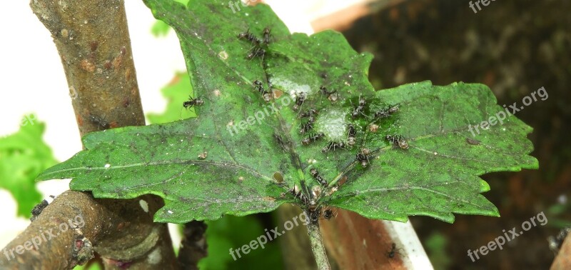 Nature Insects Ants Leaf Free Photos