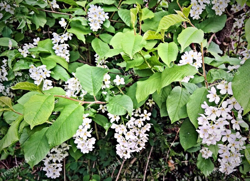 Plant Maiblumenstrauch Deutzie Greenhouse Hydrangea Ornamental Plant