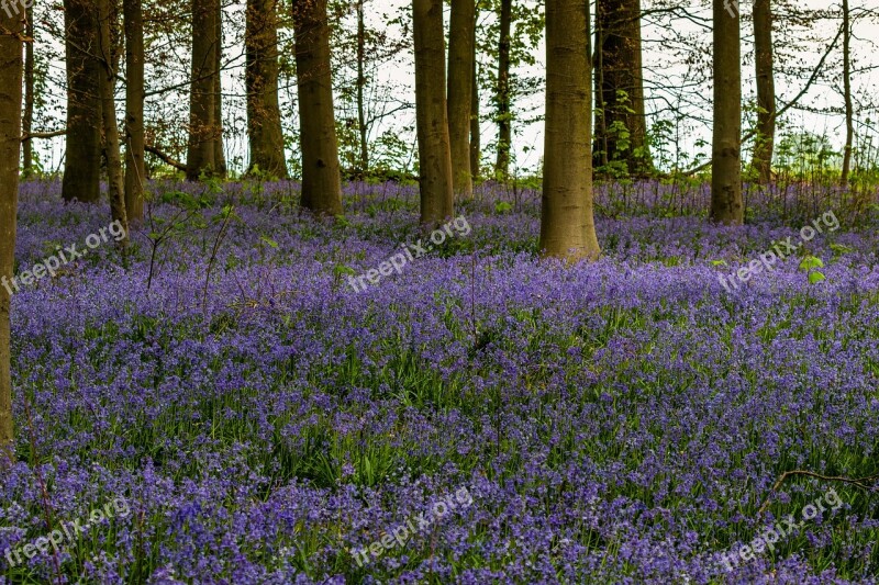 Flower Nature Plant Landscape Spring