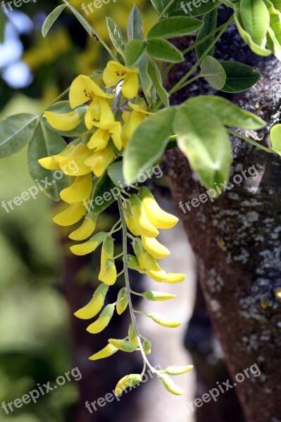 Laburnum Plant Nature Leaf Growth