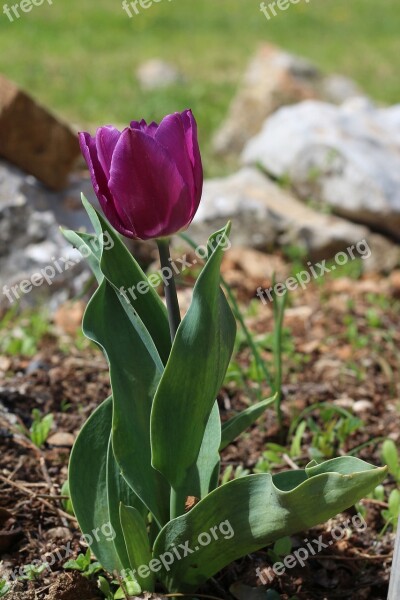 Nature Flora Flower Leaf Garden