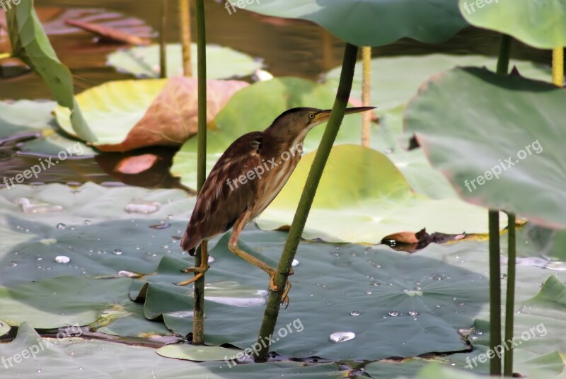 Pool Water Lake Nature Wildlife