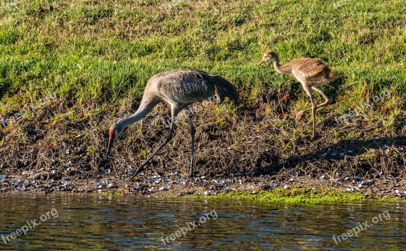 Sand Hill Cranes Mother Baby Eating Bird