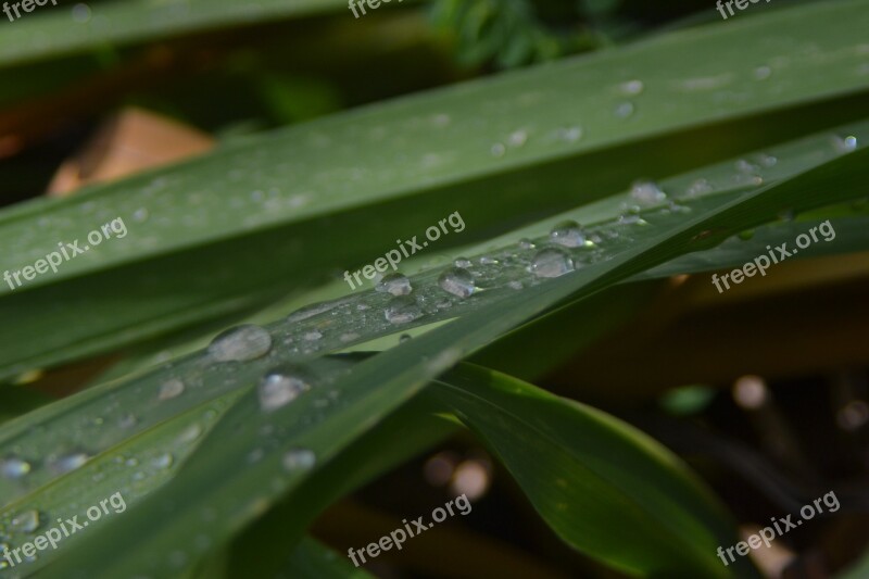 Leaf Plant Pearl Rain Free Photos