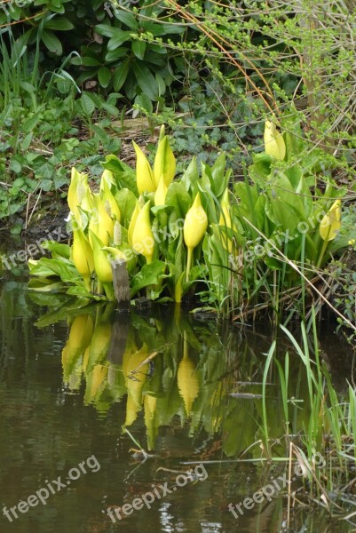 Yellow Zantedeschia Spring Nature Plant Sheet